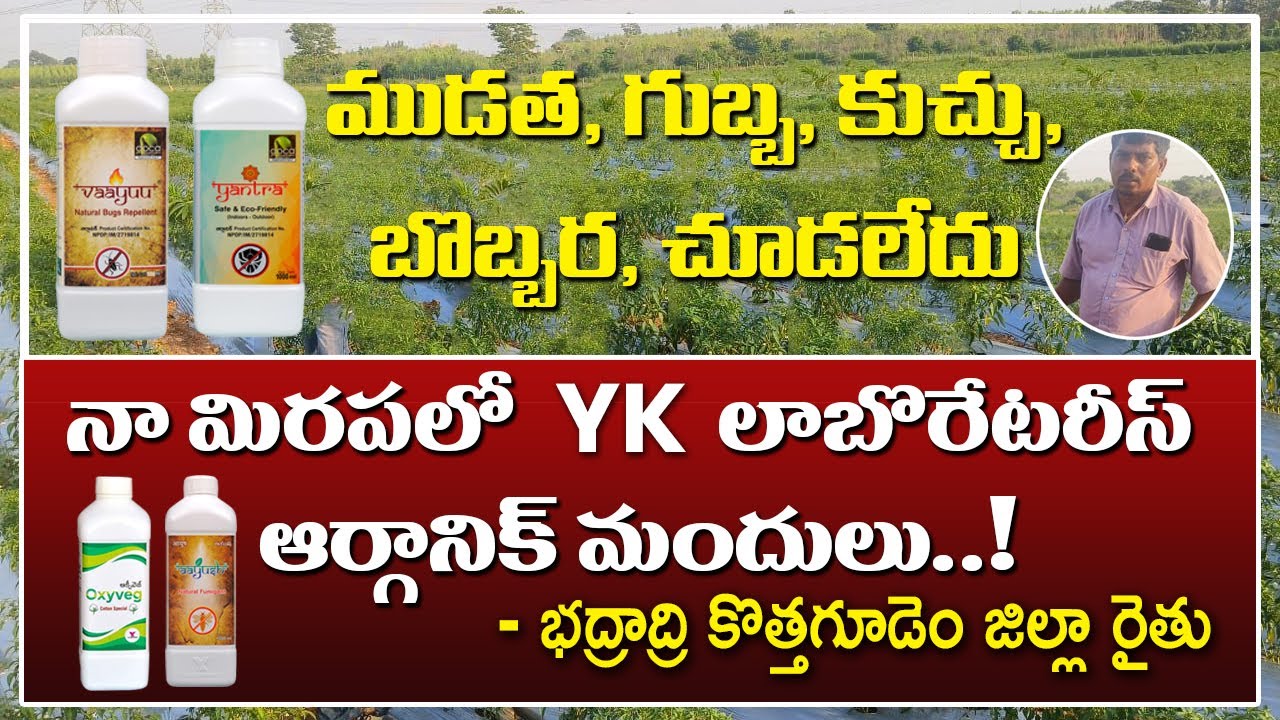 #Mirapa ముడత, గుబ్బ ,కుచ్చు, బొబ్బర, చూడలేదు నా మిరపలో YK లాబొరేటరీస్ ఆర్గానిక్ మందులు | YK Lab