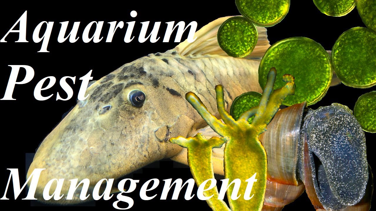 Managing Aquarium Pests - Algae, Hydra, Snails, Planeria and Biofilms