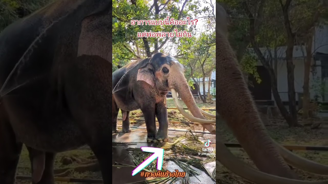 #savethaielephantsambassador #bringthemhome #ช่วยช้างทูตไทยกลับบ้าน #พลายประตูผา #พลายศรีณรงค์