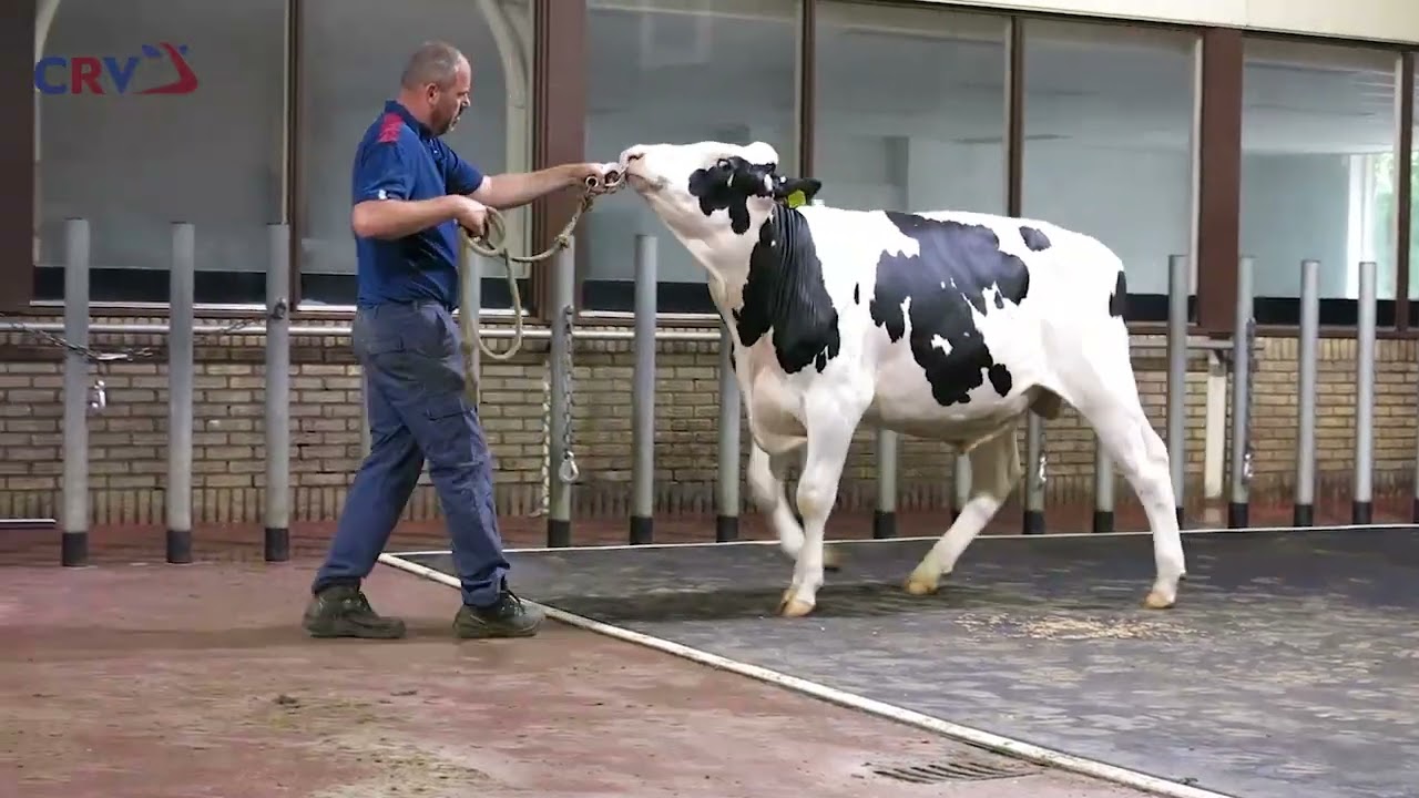 Delta Perfect (Woody x Jafin)