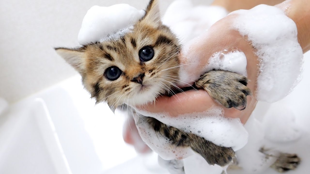 First bath for three tiny kittens