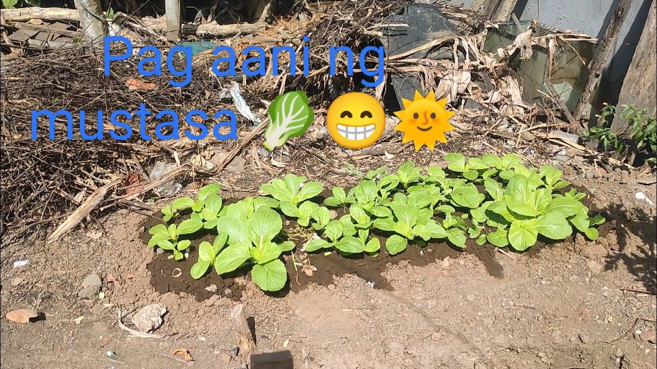 Farm Vlog #6 update sa maliit na farm + pag aani (dapat) ng mustasa 🥬😁