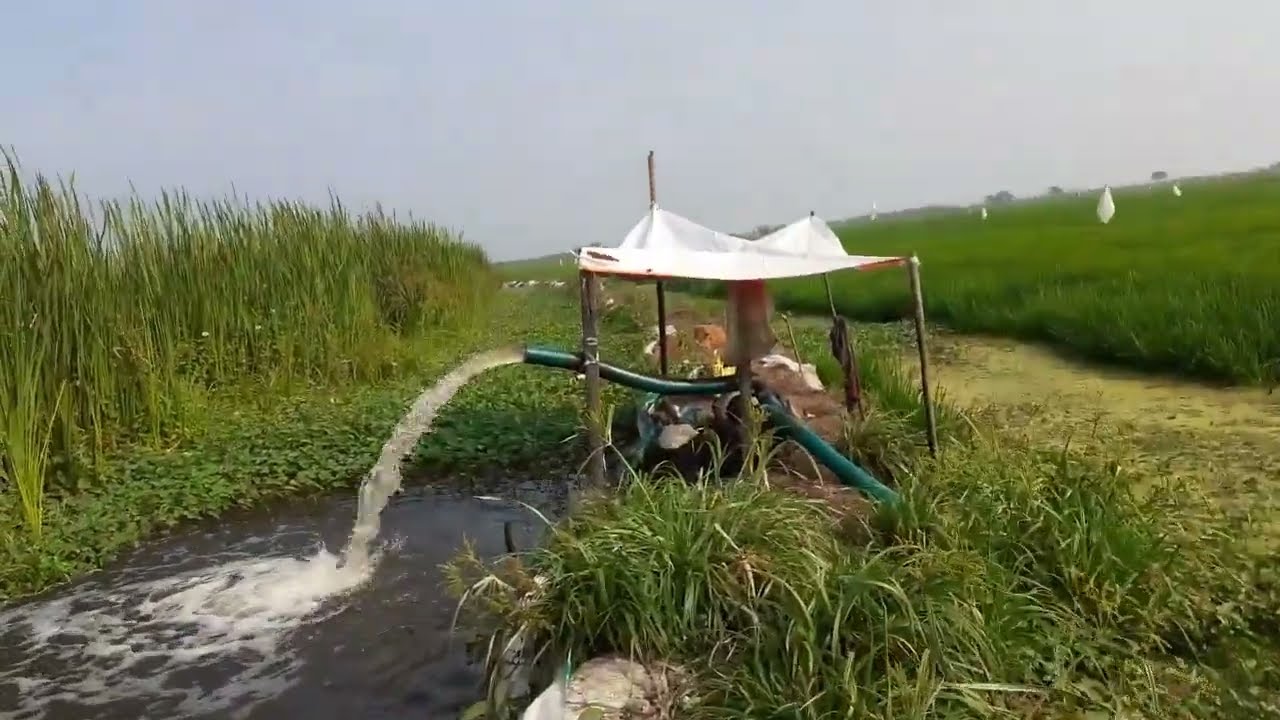 Kolleru Lake Rice cultivation