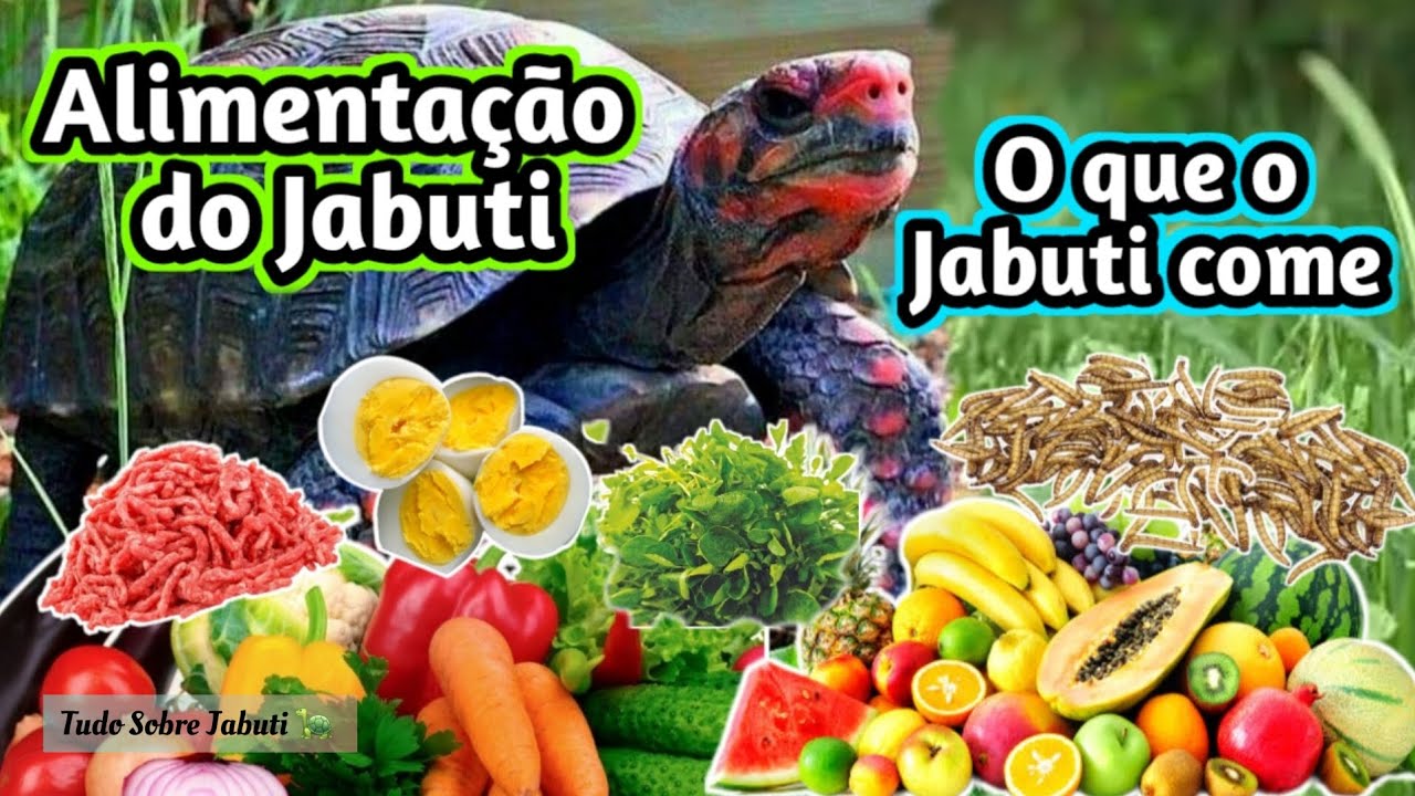 O que o Jabuti Come. Alimentação do Jabuti.