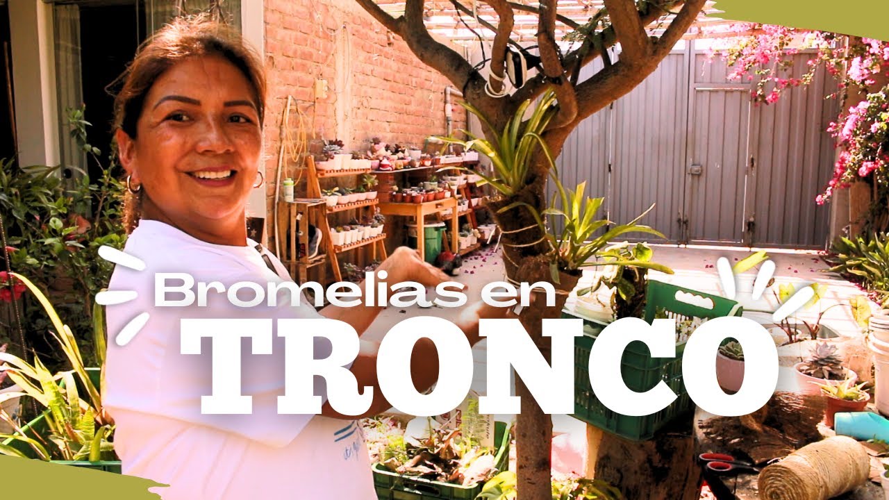 SEMBRANDO BROMELIAS EN TRONCO DE ÁRBOL
