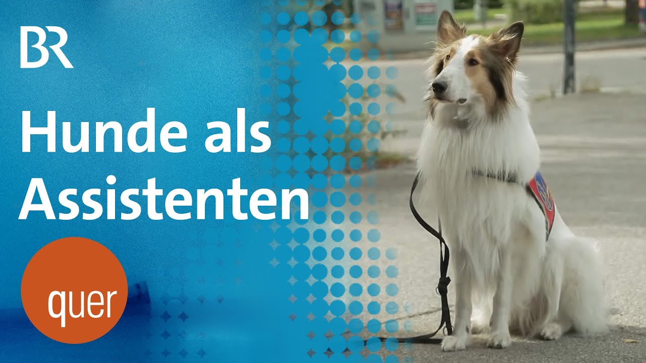 Bürokratie blockiert Assistenzhunde-Einsatz | quer vom BR - BR Fernsehen