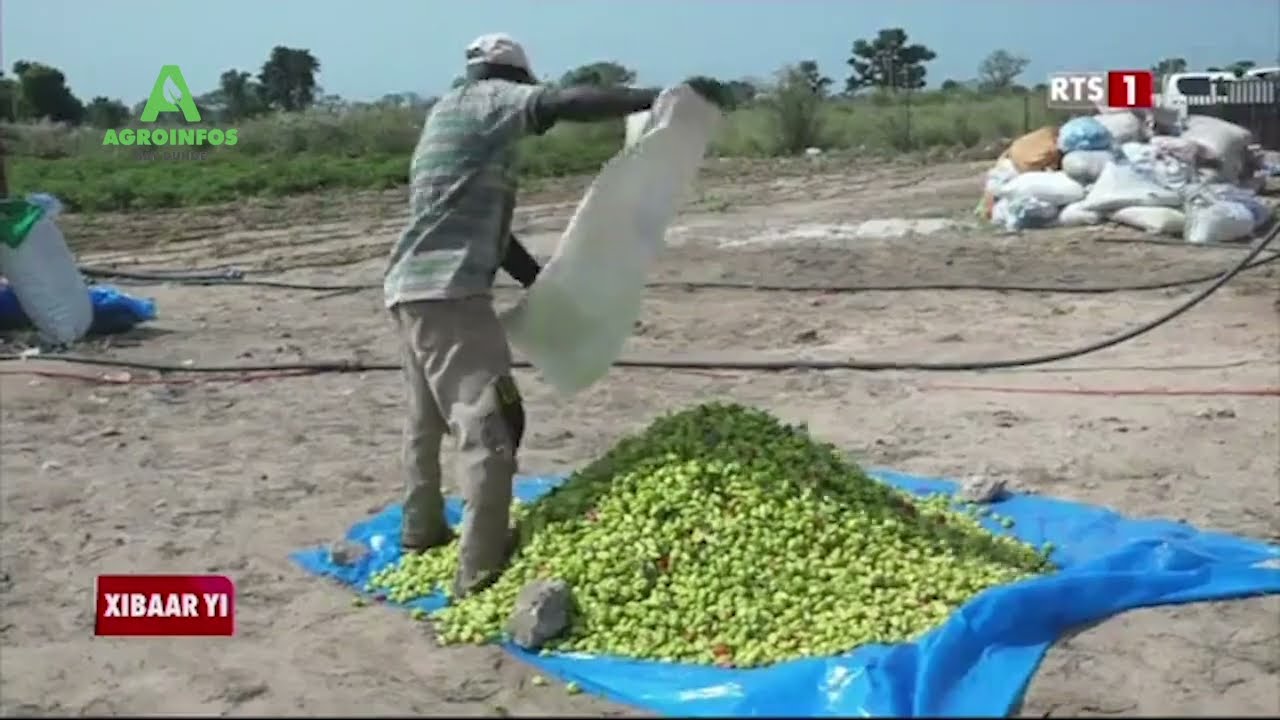 ALIOUNE BADARA SENE FAIT 6 MILLIONS PAR 10 JOURS GRACE AU PIMENT