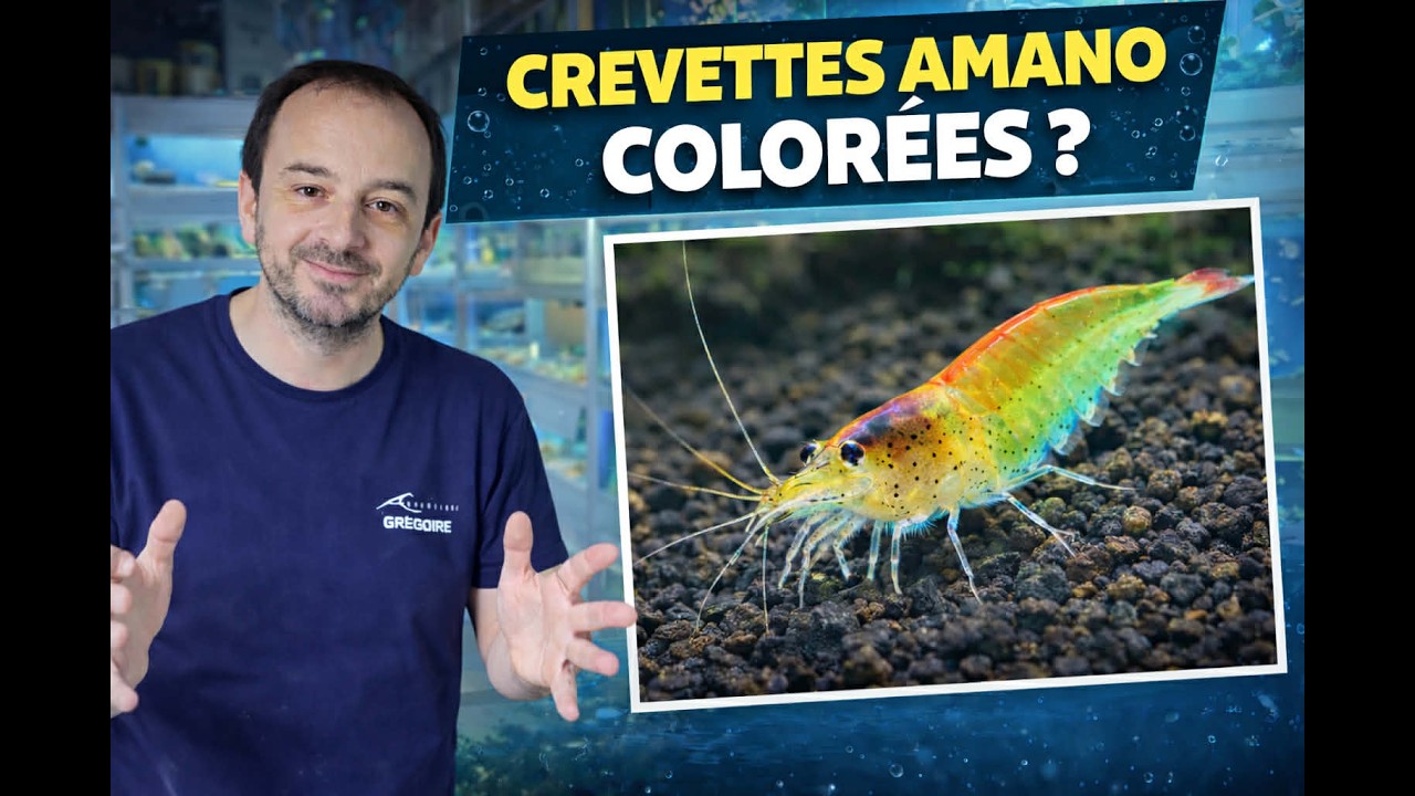 Des crevettes Amano d'élevage, enfin !