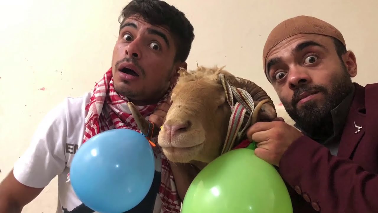 خروف العيد  ‏حكى قبل مايموت🤪🤪🐏عيد الاضحي