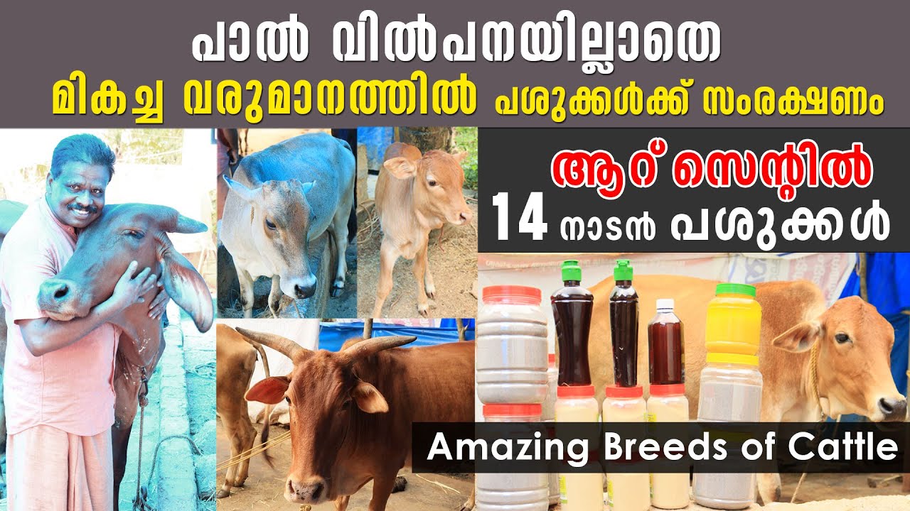 പാൽ വിൽപനയില്ലാതെ മികച്ച വരുമാനത്തിൽ പശുക്കൾക്ക് സംരക്ഷണം | 6 സെന്റിൽ 14 നാടൻ പശുക്കൾ | Desi CowFarm