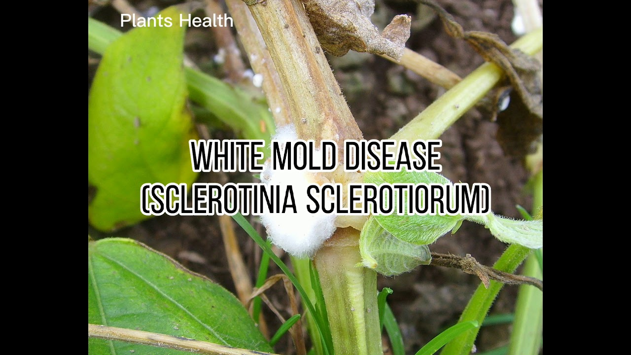 White mold disease | Sclerotinia sclerotiorum