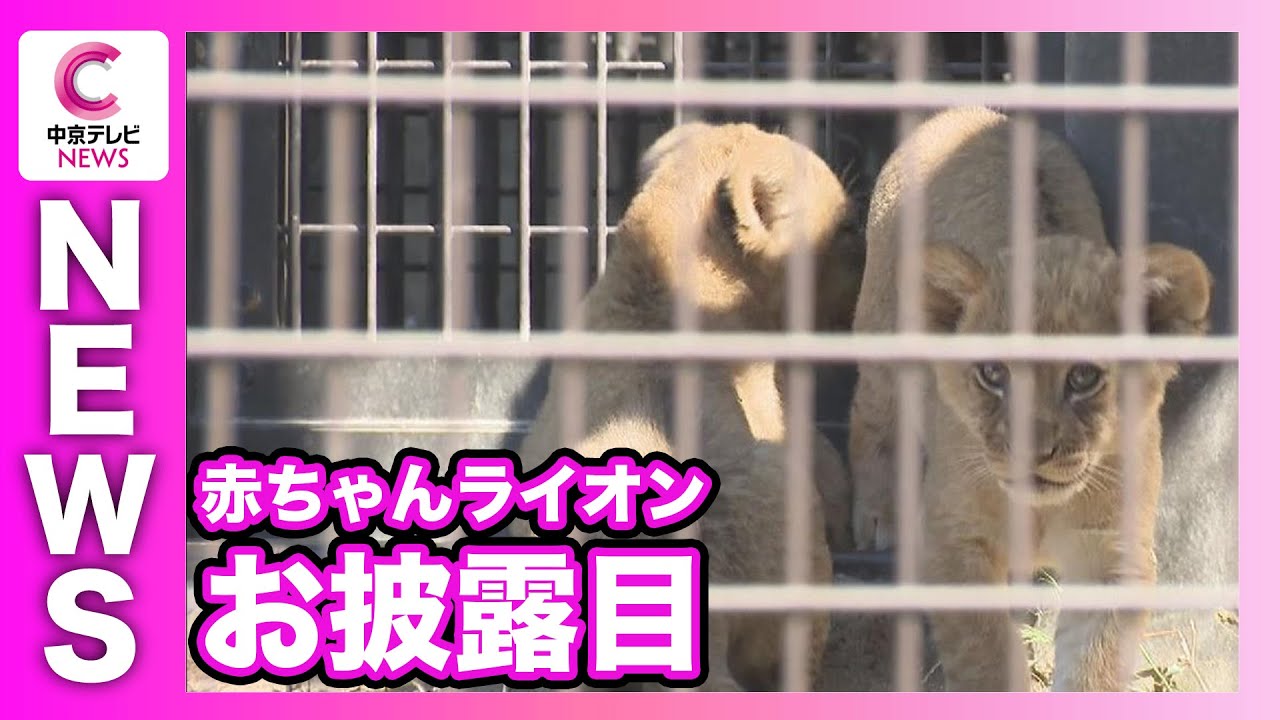３頭の赤ちゃんライオン公開始まる　のんほいパーク　愛知・豊橋市