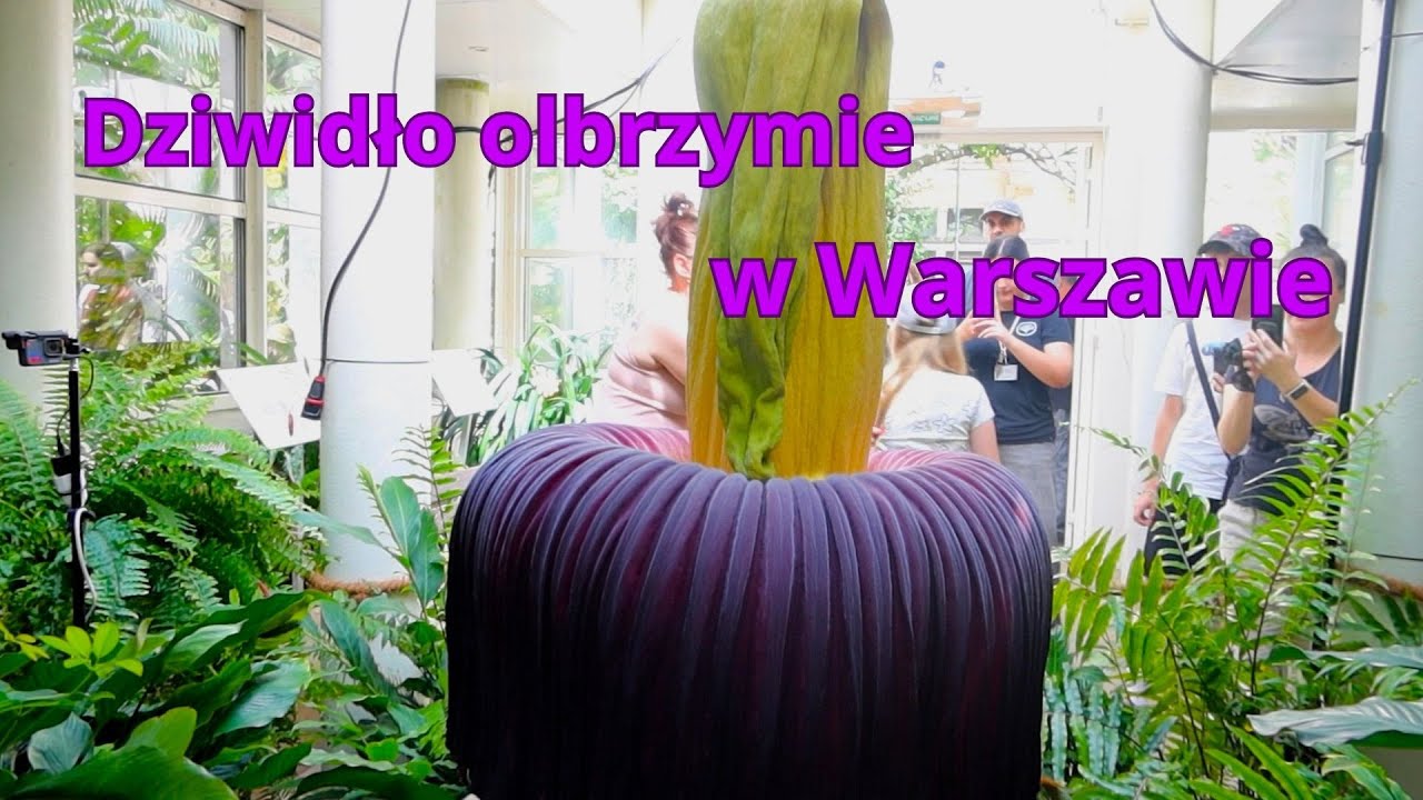 Dziwidło olbrzymie w Warszawie