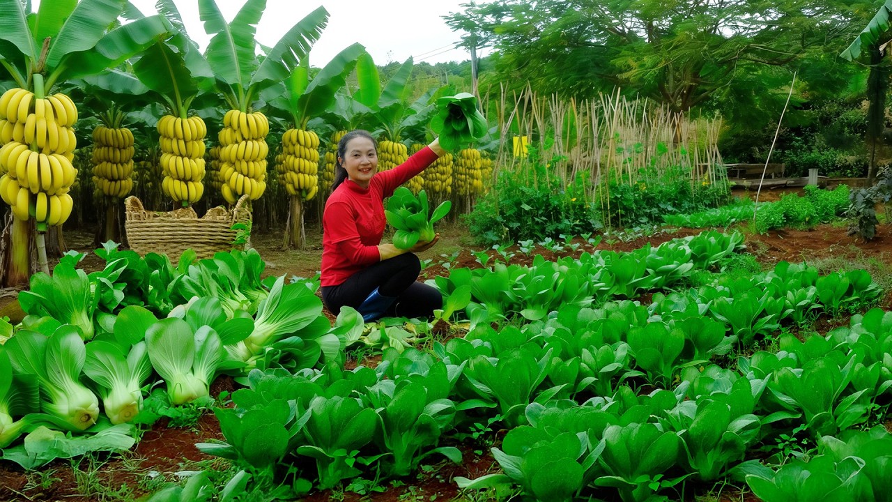 Harvest Bananas And Bok Choy To Sell At The Market | Care For Animals And Crops On My Farm