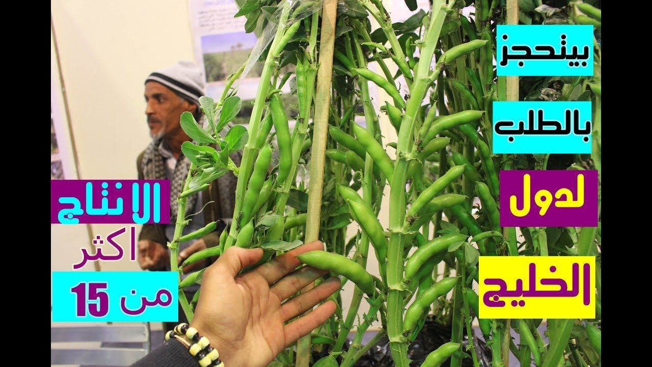 واحنا بناخد جوله  |شوفنا صنف فول جديد |انتاجيته هتعوض المزارع وترفع دخله