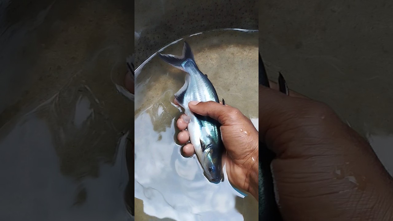 മൂന്നുമാസത്തിനുശേഷം  | 😍🦈#vala  #Assamvala 🐳 | Vala fish after three months  | Fish farming