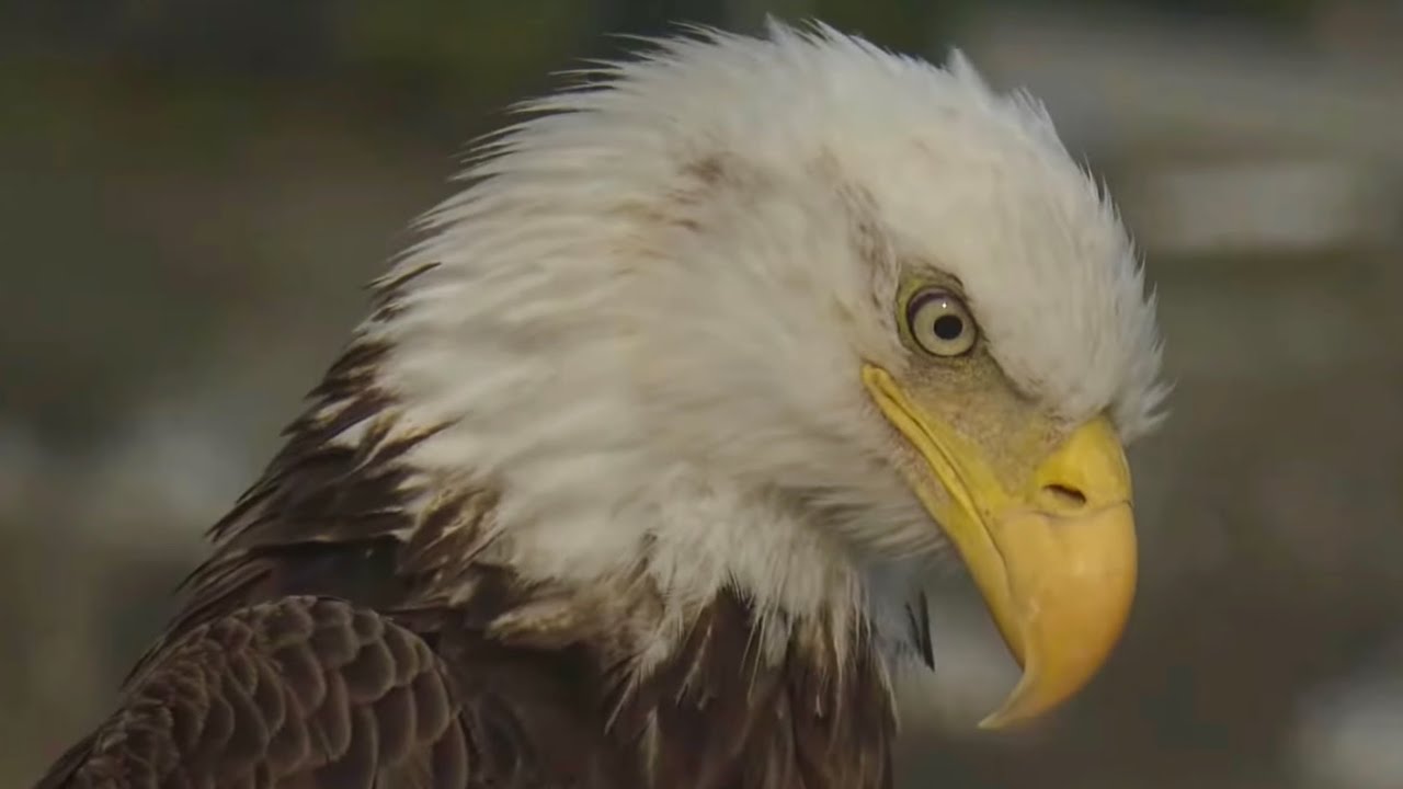 SWFL Eagles 3-17-26.  INTRUDER RUNS Into The WRONG JUVIE!  E26 Is FIERCE In Nest Defense!