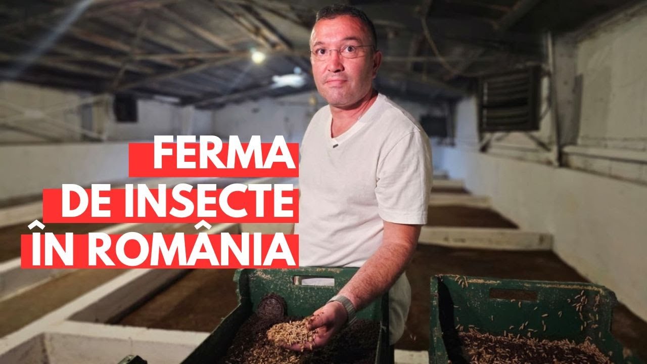 Fermă de insecte în România. Afacerea lui Marius Grama