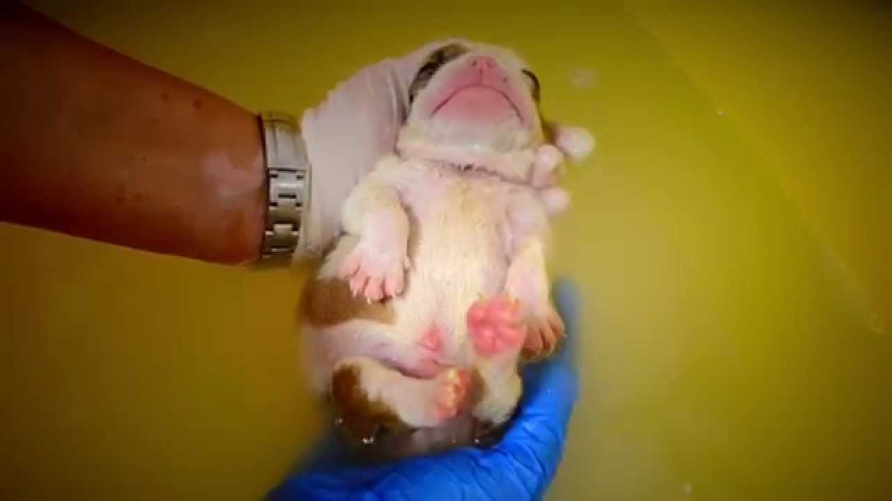 BuckandSons - The Puppy Bath