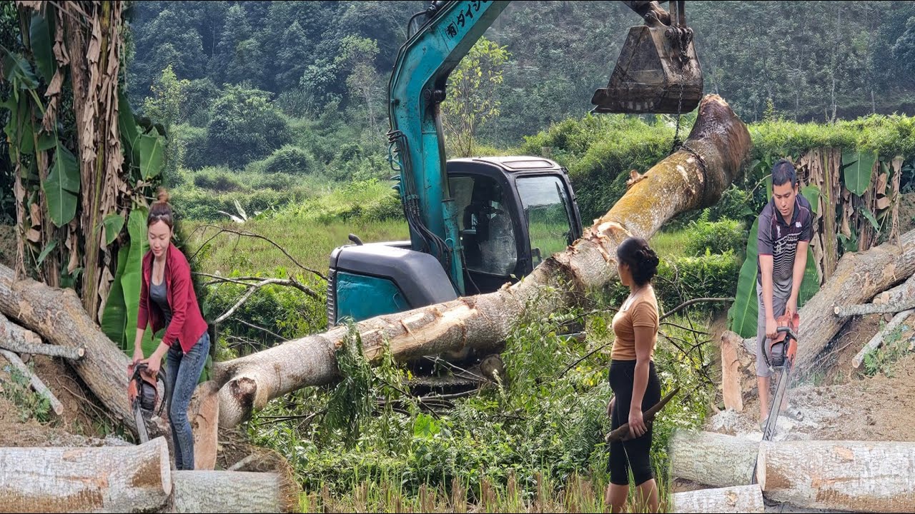 Girl and Excavator exploit giant trees for 500 years