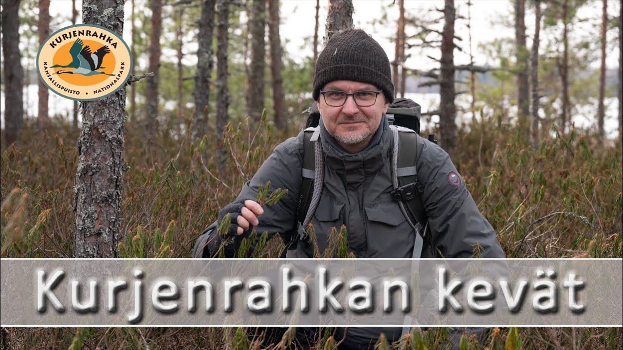 Kevättä vastassa Kurjenrahkan kansallispuistossa.