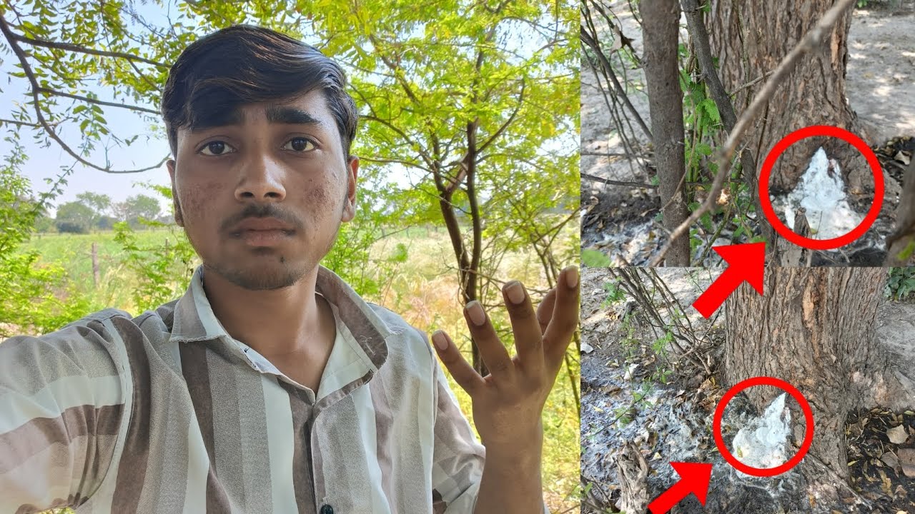 Ped se Pani Nikal Raha Hai?🌳 Yah kaise ho sakta hai@kanha_vlogger99#vlog