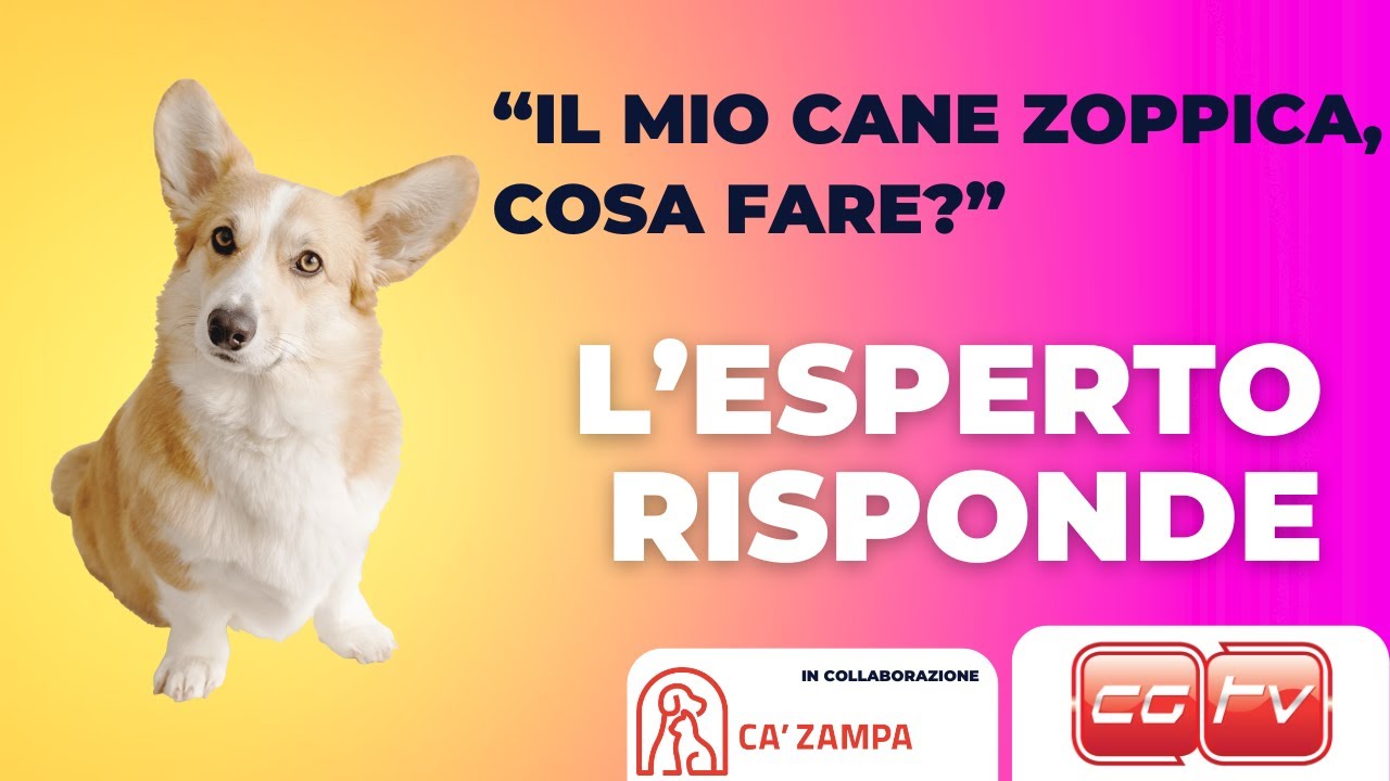 Il mio cane zoppica, cosa fare?