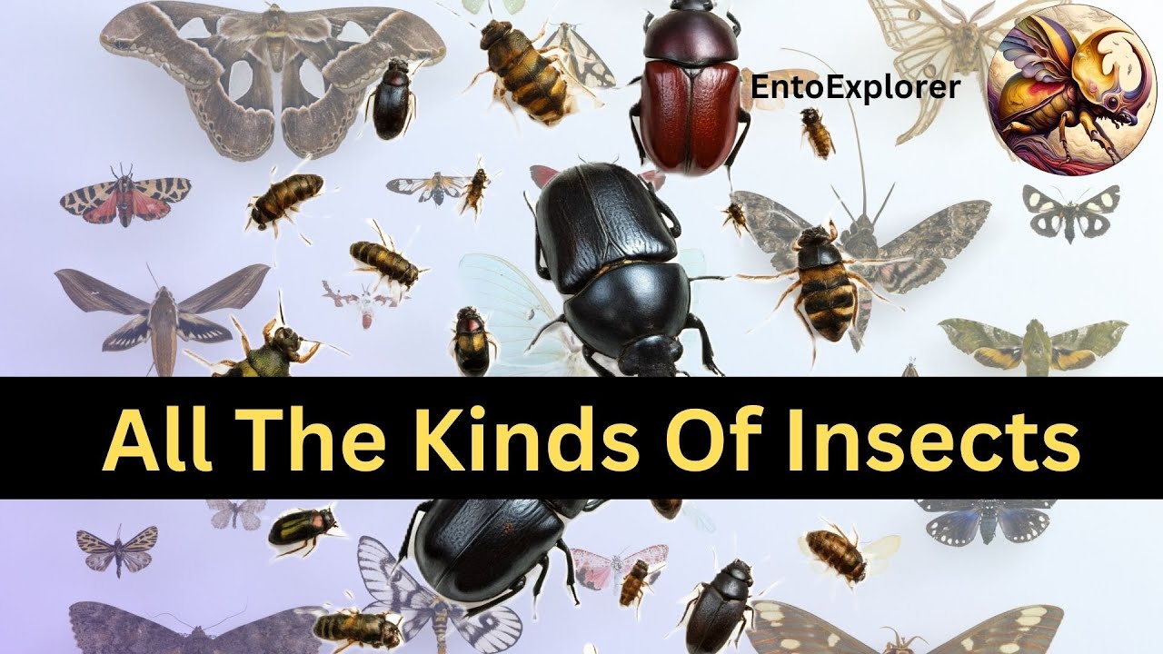 Введение в таксономию и идентификацию насекомых. Часть 9. Обзор класса Insecta