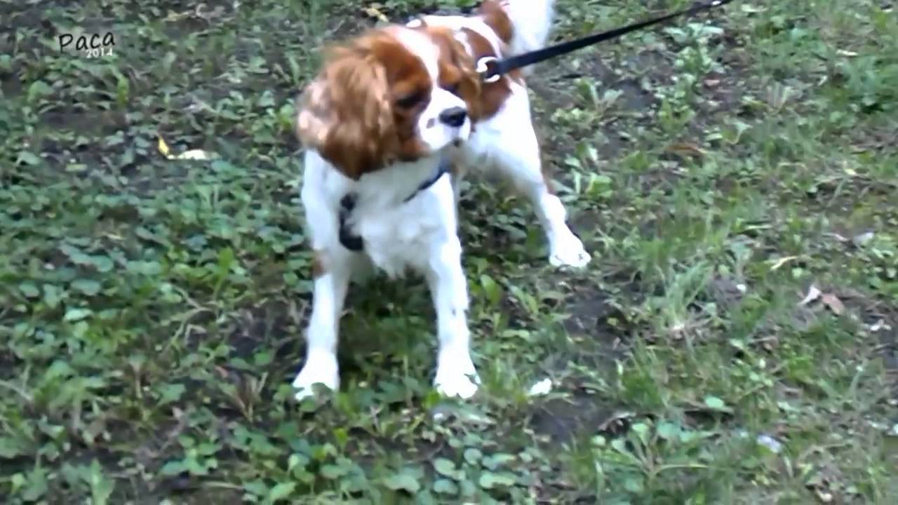 Cavalier King Charles Spaniel - Adventurous Saturday afternoon walk - [Paca]