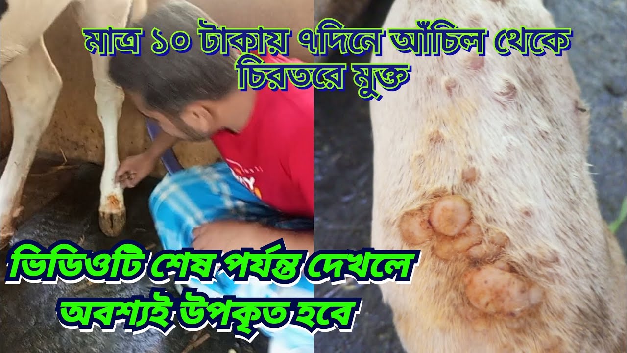 মাত্র ১০ টাকায় ৭ দিনে আঁচিল থেকে চিরতরে মুক্ত হবে আপনার গরু মাত্র একটি ফর্মুলাই🐮❤️ #আঁচিল#গরু