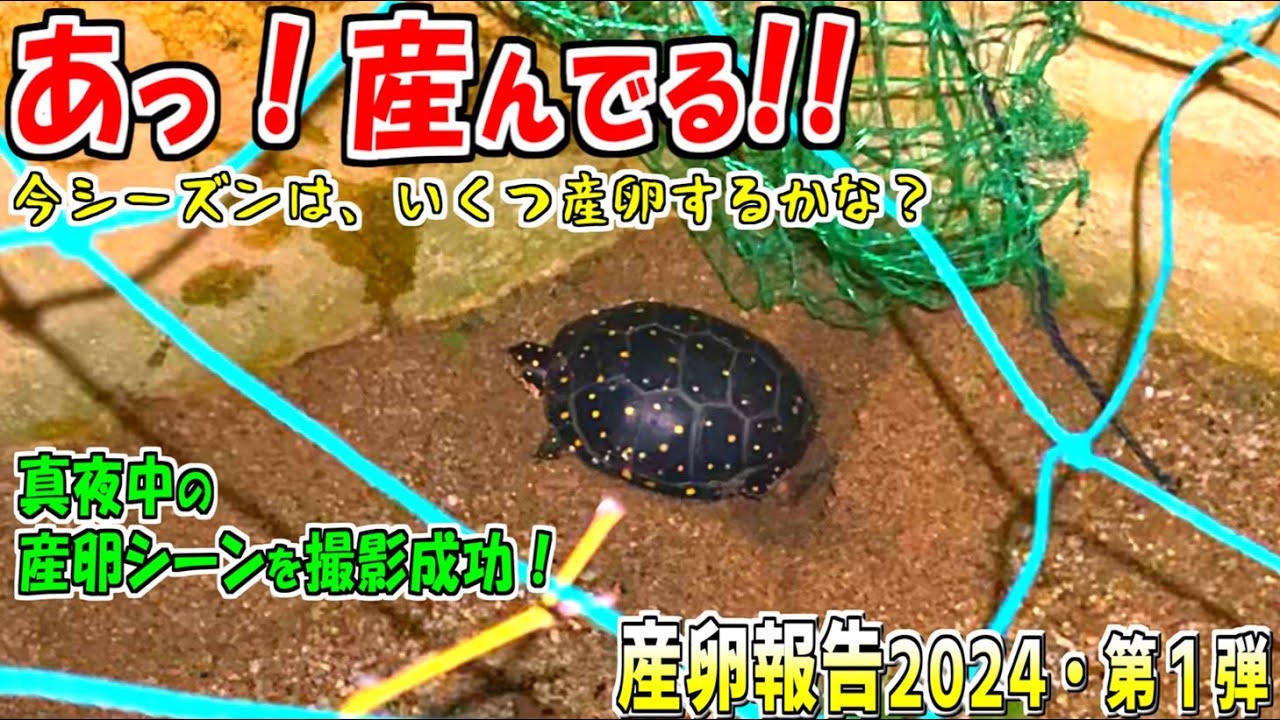 【亀の産卵①】産卵シーズン到来！今年はいくつの卵を産むのかな？【2024】