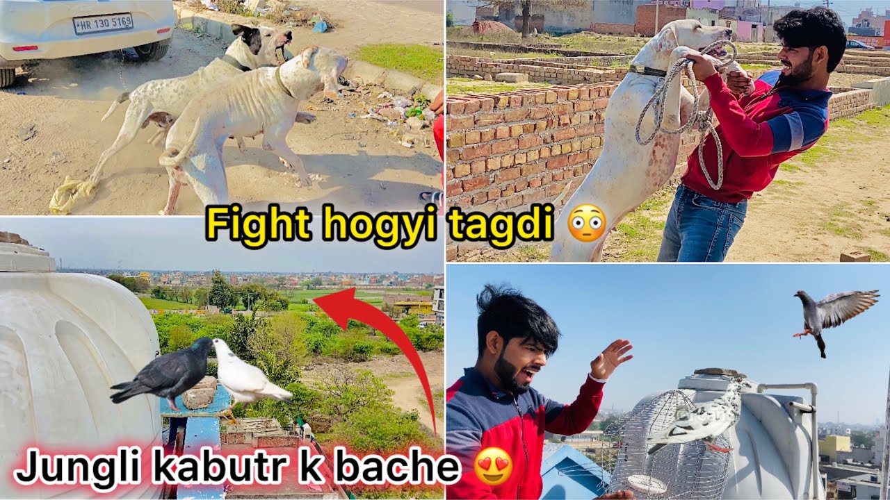 Nayab bache bhag jaate 🕊️( Bully dog se meeting krne aayi pakistani female dog 😳