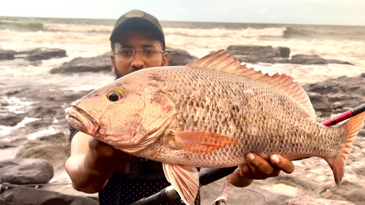 Huge snapper from shore Fishing || Bucktails || jigs || shimano squidgies using lures for fishing