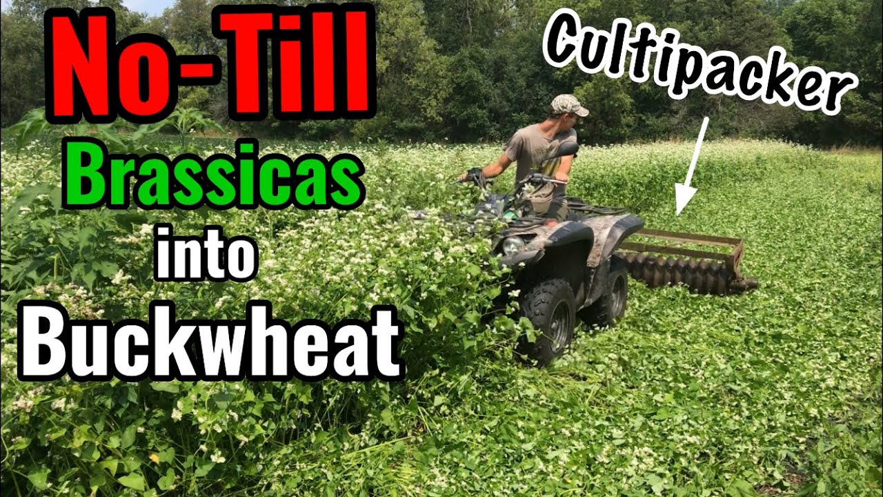 No - Till Brassica Food Plot Buckwheat Method
