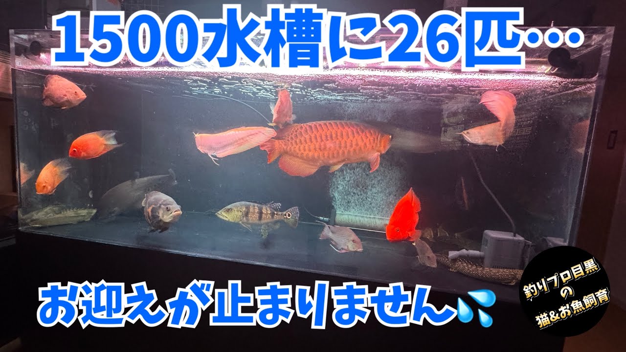 超過密💦1500水槽に26匹飼育🐟