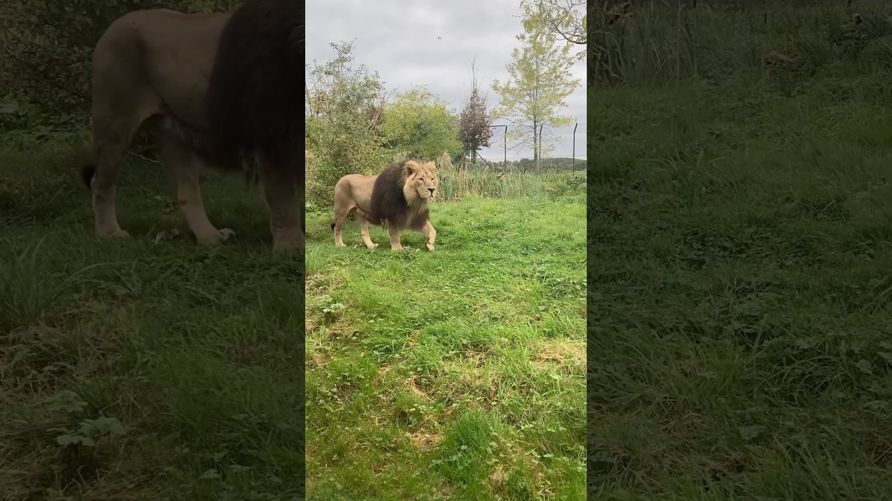 Lion stand off at Chester Zoo #lion #chesterzoo #lioness