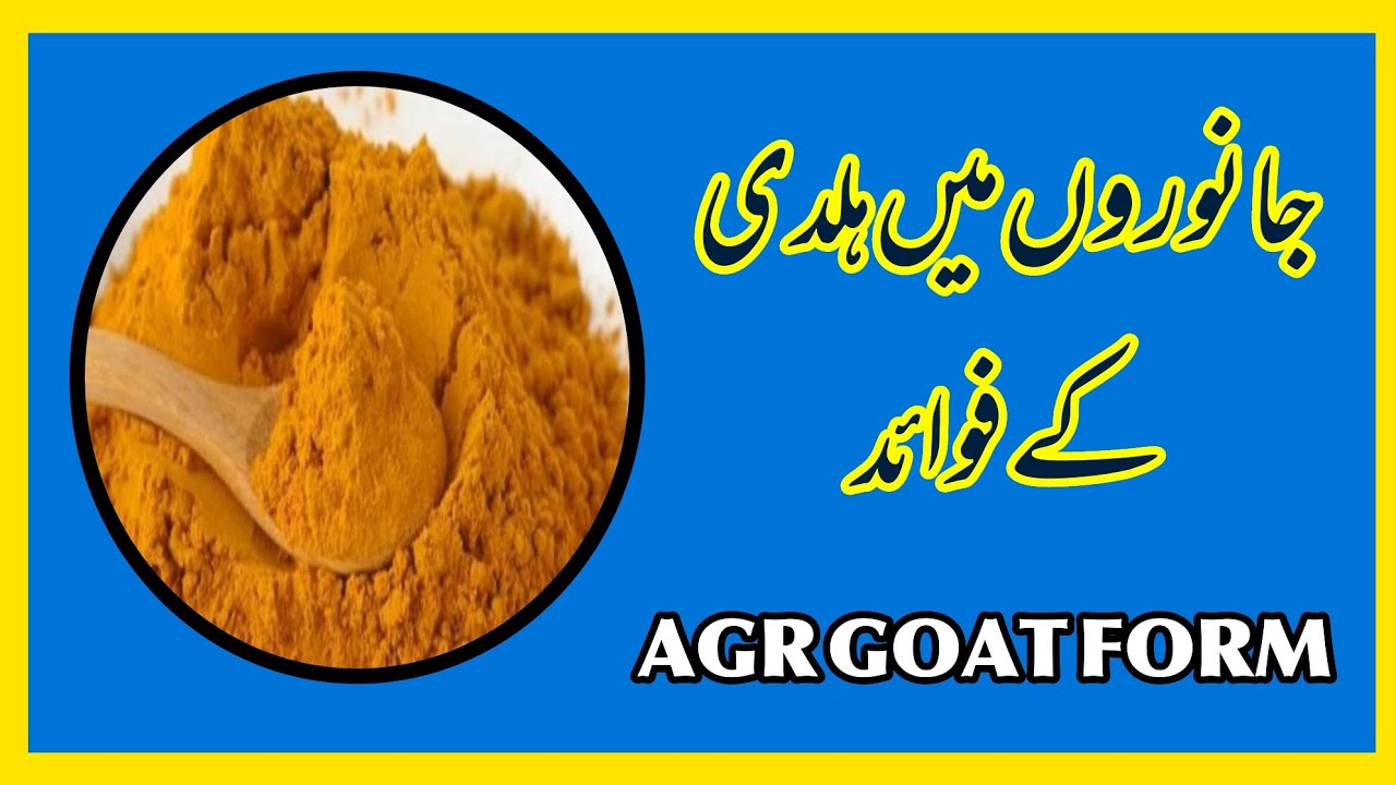 جانوروں میں ہلدی کے فوائد Benefits of turmeric in animals