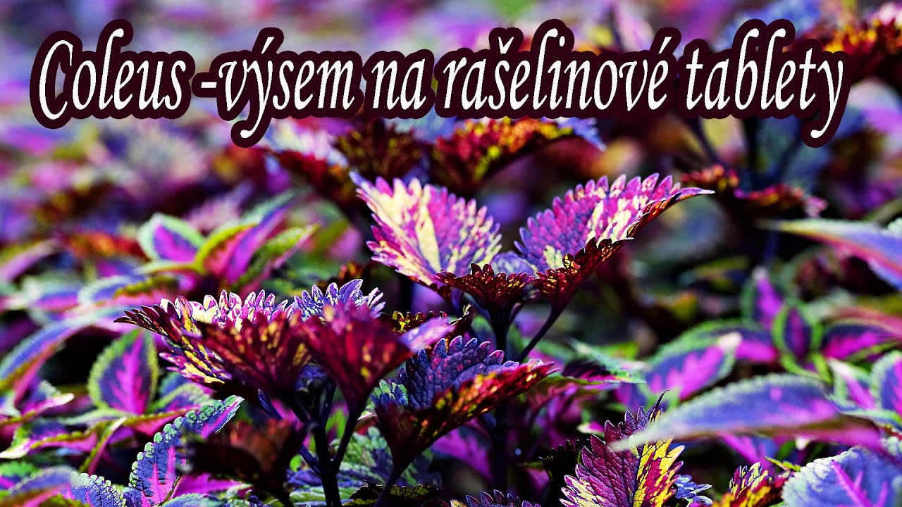 Coleus - kopřivěnka - výsev na rašelinové tablety