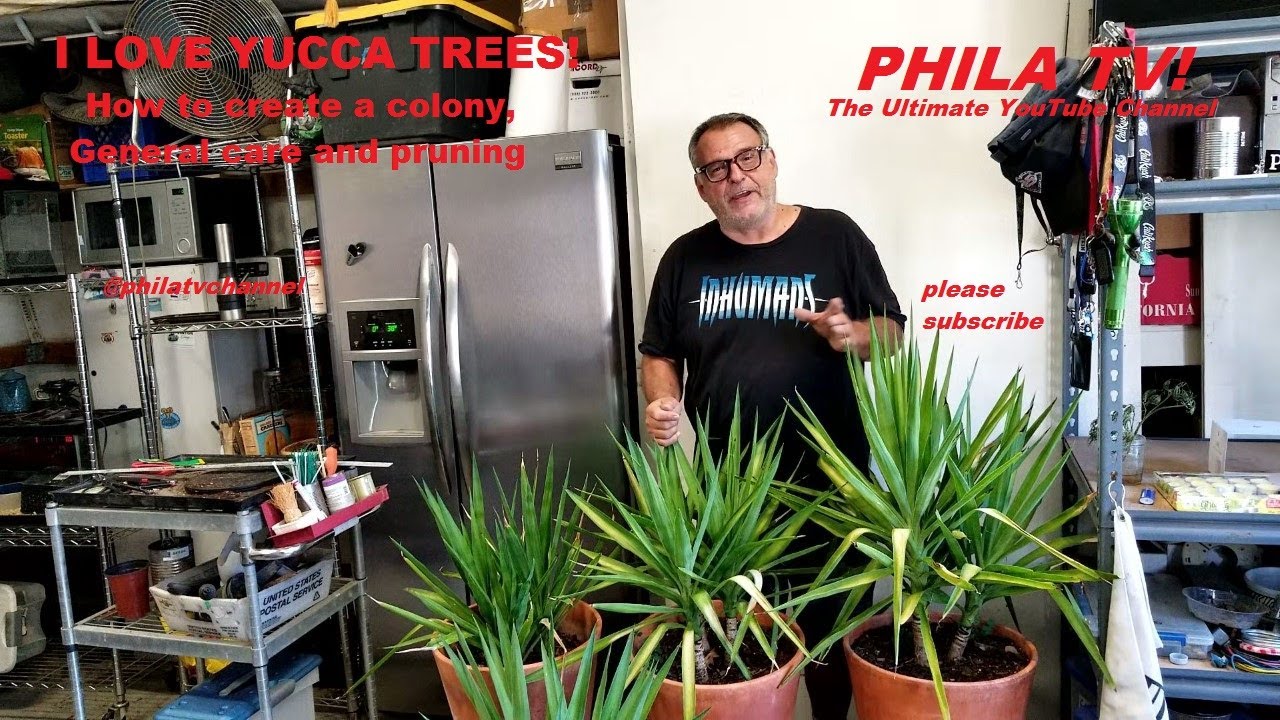 YUCCA TREE: HOW TO PRUNE AND CARE FOR AND CREATE I STRONG COLONY THROUGH PROPAGATION PHIL TV!