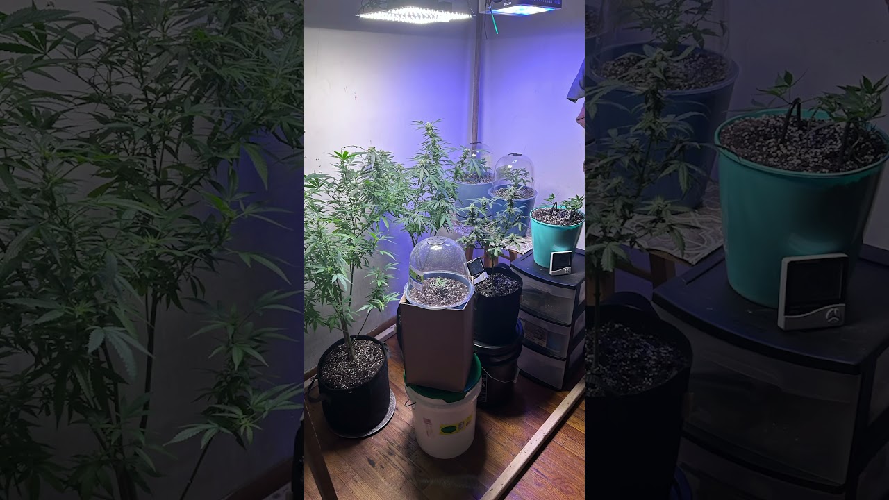 Build your own grow room #EducationalPurposesOnly ￼