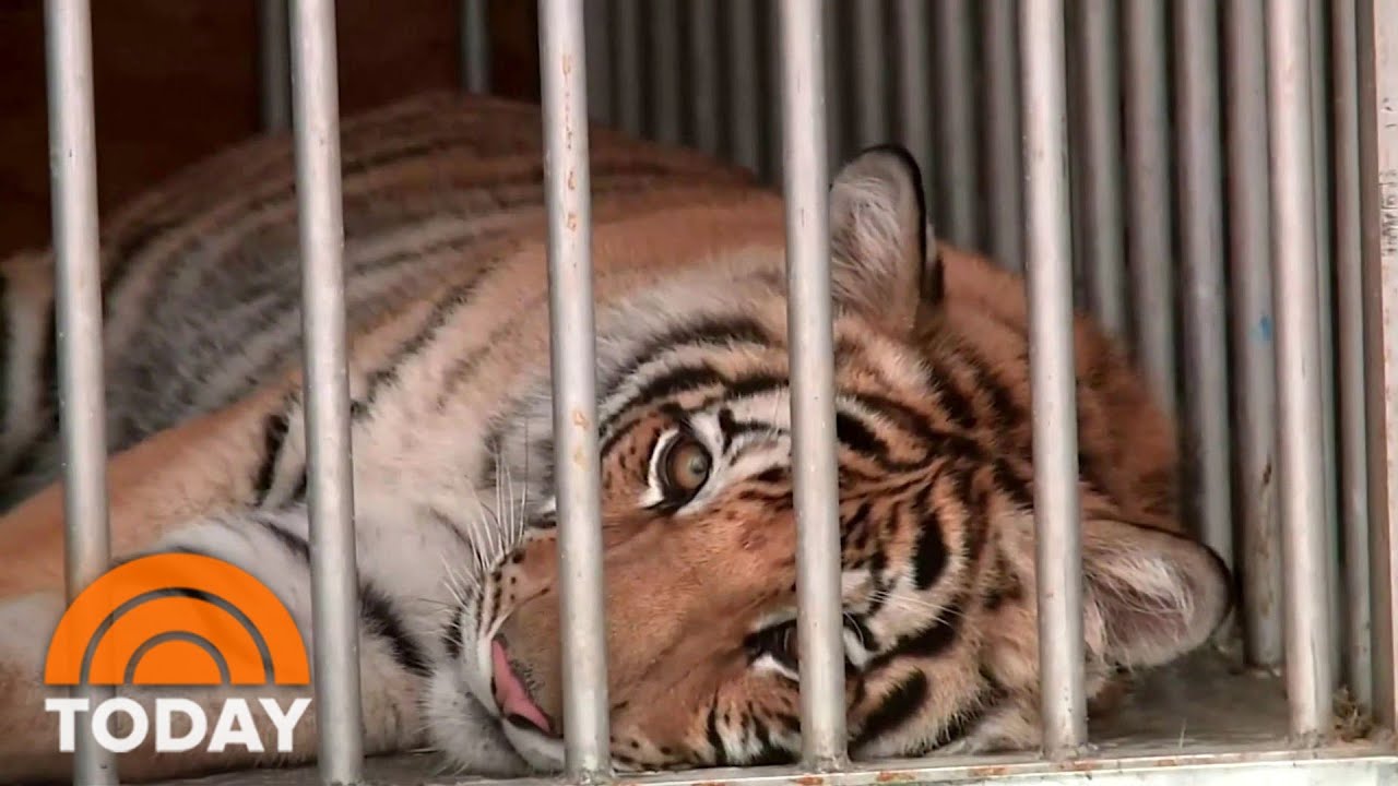 Missing Tiger Found Safe After Spotted Roaming Houston Neighborhood