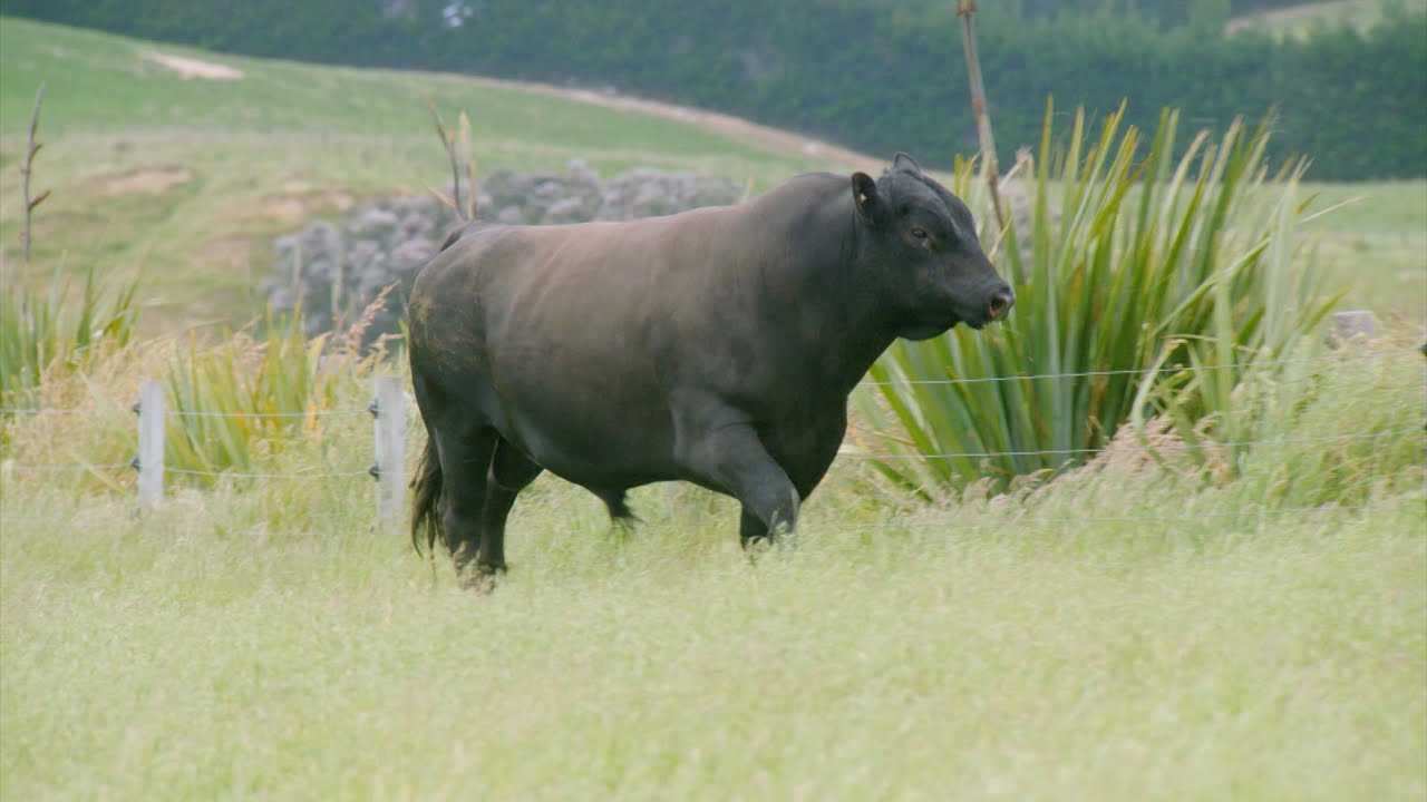 Informing NZ Beef
