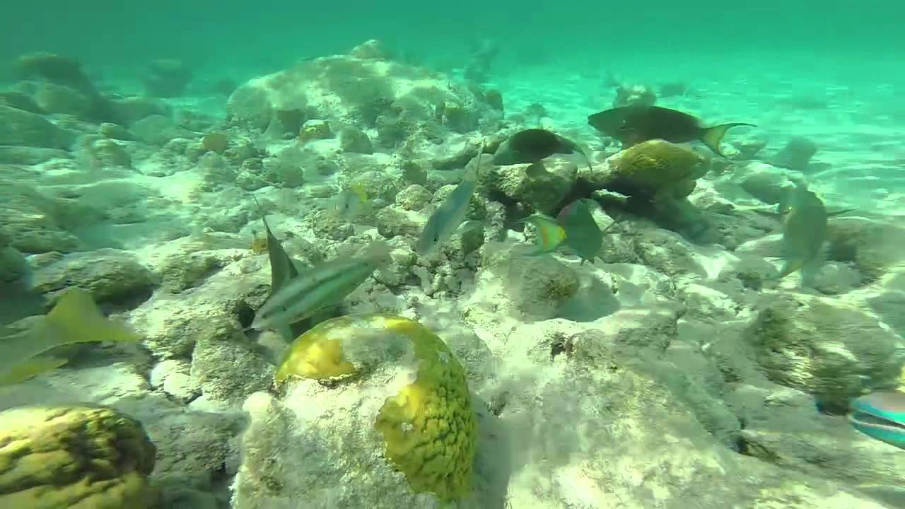 Snorkeling at Coral Gardens Reef & Smiths Reef on Turks & Caicos Islands