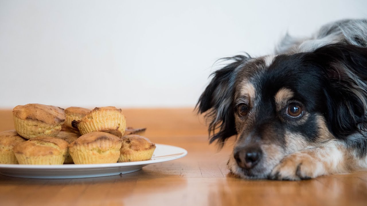 Hunde-Muffins selber backen | Tierheim Coesfeld