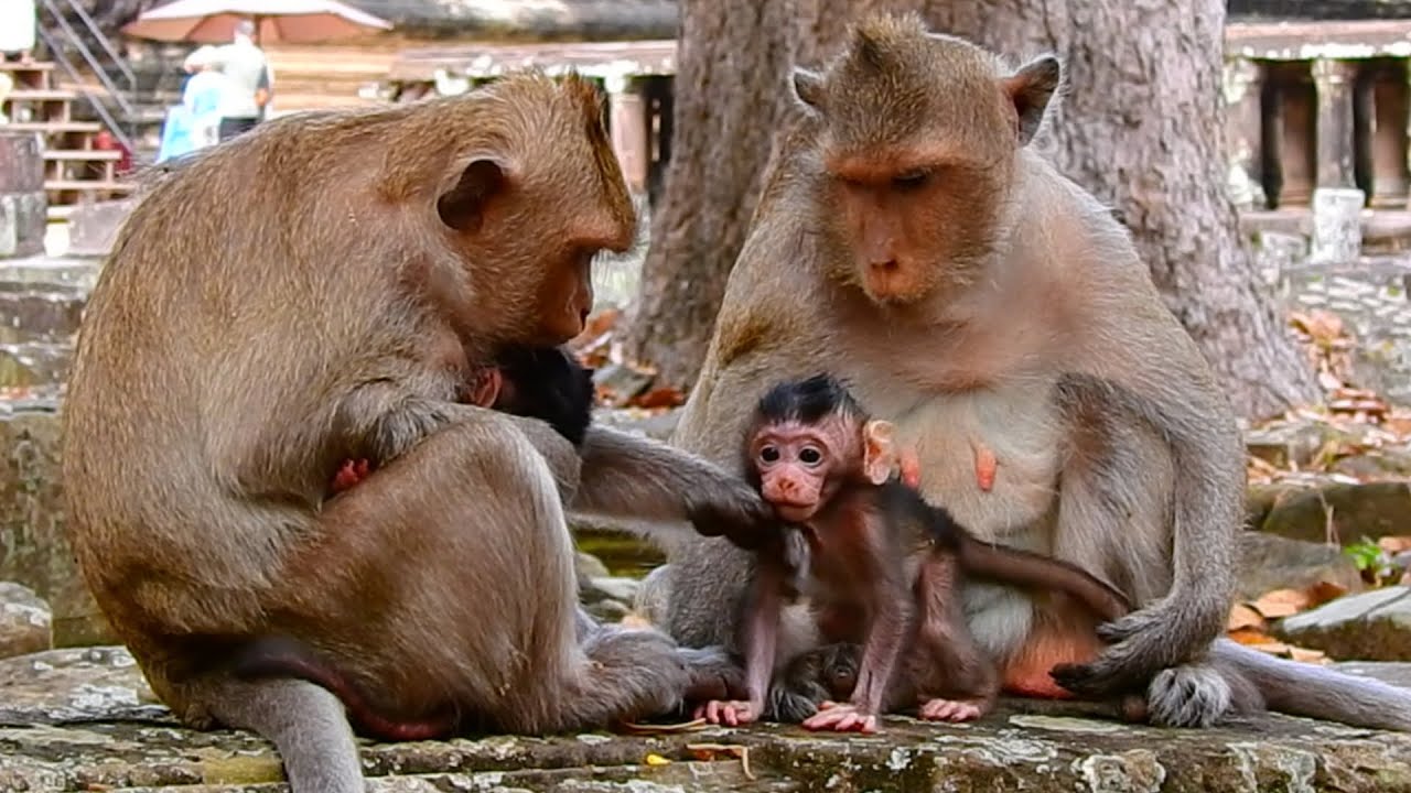 The MOST Adorable Monkey Antics Caught on Camera EVER! Baby Starts to Learning & Moving Around