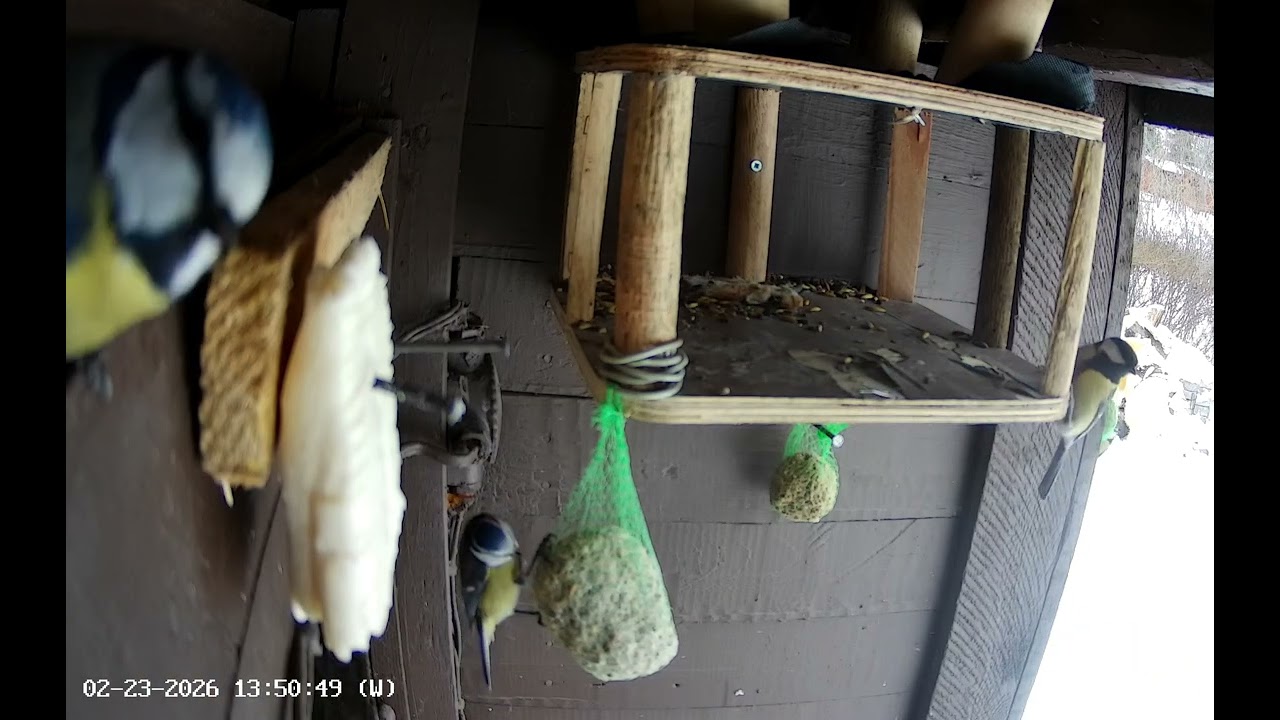 Birdy time 9. Many hungry birds. Video for cats 2. February 2026. Bird Shorts 009