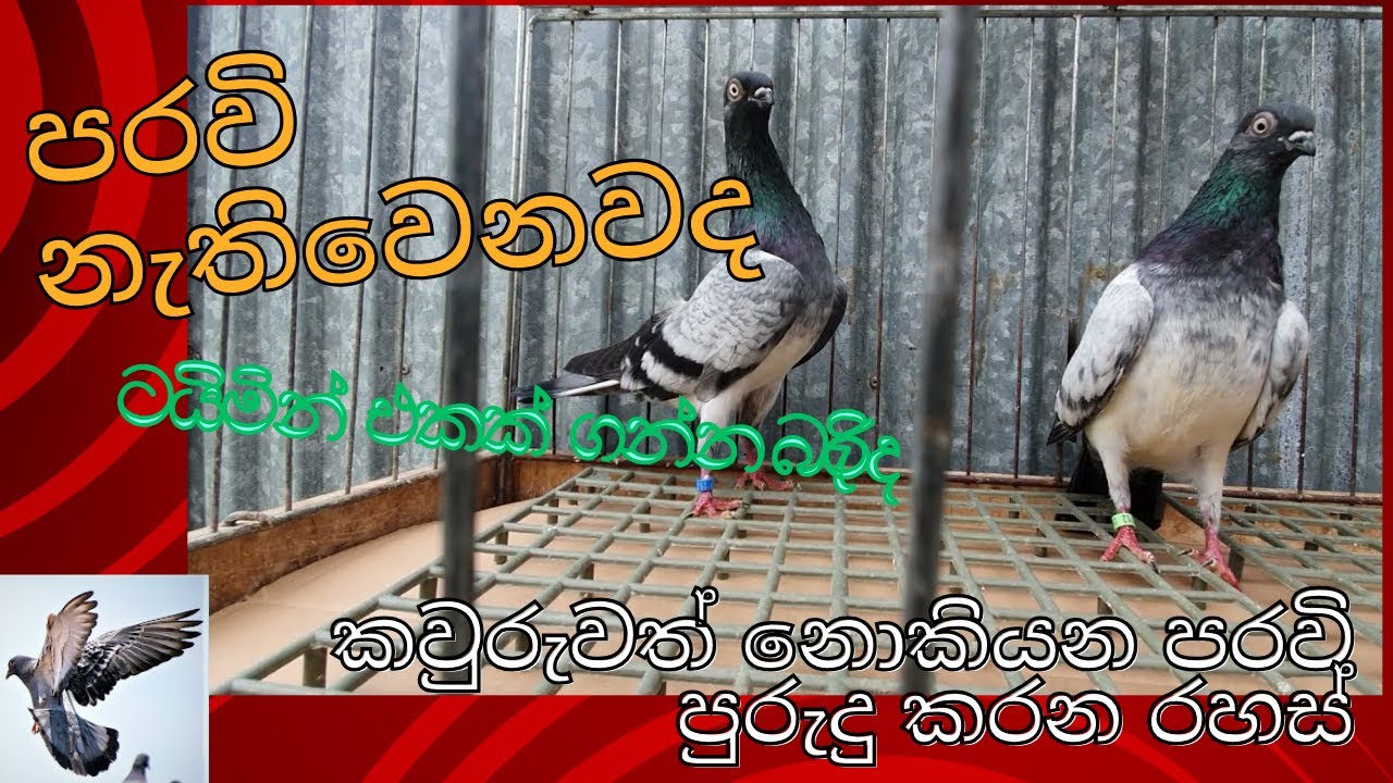 🕊️..කවුරුවත් නොකියන පරවි  පුරුදු කරන රහස් සියල්ල🔥🤗😊 එකම Vedio එකකින් (Traning Period , Timing)
