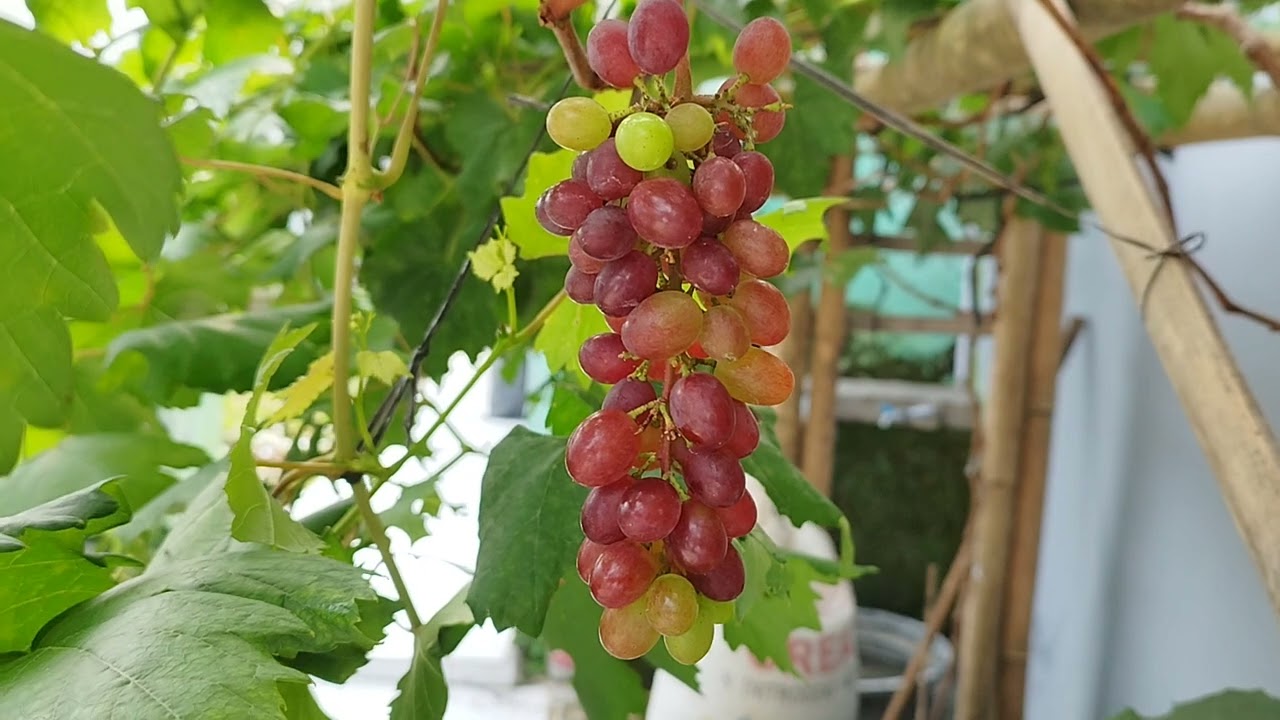 Penyebab kenapa buah anggur kecil dan masam