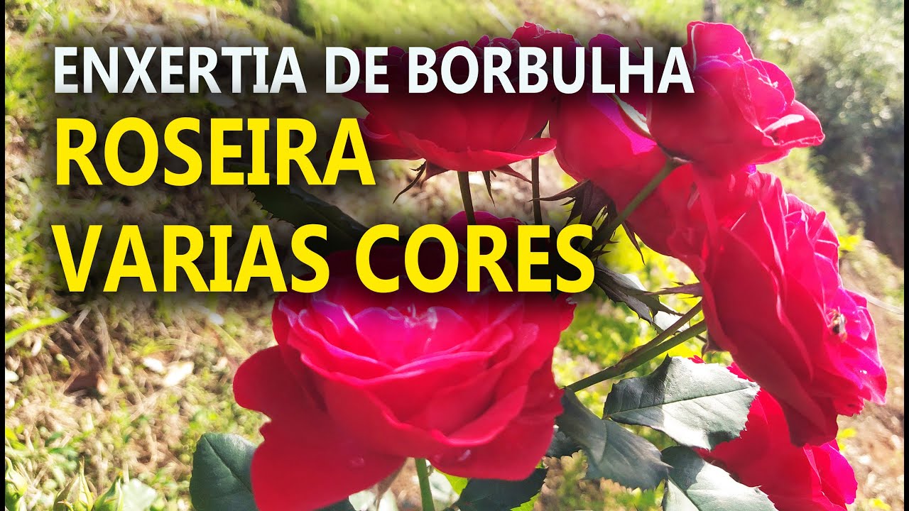 Roseira Enxerto de Borbulha com Varias Cores com Silvio Hashiguchi