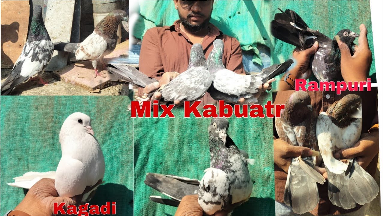 Mix Kabuatr 🕊️👈 Sharnpuri,, Rampuri   Sab mix #kabutar #mumbai For sale 👈 🕊️👈🕊️👈